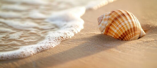 Aufkleber - Shell resting on sandy beach with available copy space image.