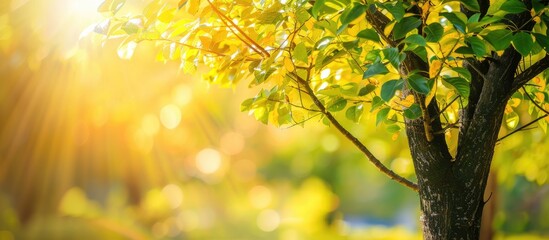 Poster - Tree with green and yellow leaves creates a summery copy space image, perfect for a wallpaper.