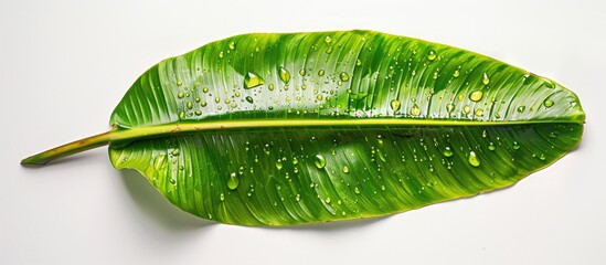 Aufkleber - Banana leaf with drops on a clear white backdrop, perfect for copy space image.