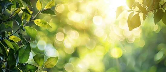 Sticker - Bright summer sunlight beautifully highlights an abstractly blurred foliage backdrop, creating a bokeh effect with copy space image.