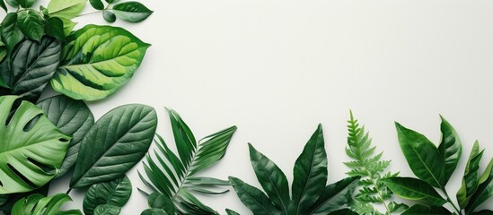 Fototapete - Natural concept with leaf arrangement and ample copy space image.