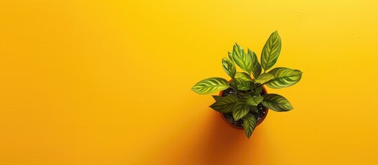 Poster - Top view of a small houseplant on a yellow backdrop with copy space image.