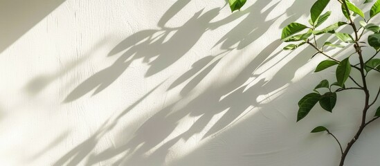 Fototapete - Tree leaves shadow on a white wall, combining pastel colors and creative minimalism, providing copy space image for text, a minimalist background with a plant in simple composition.