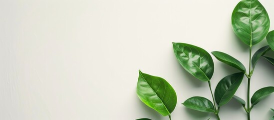 Fototapete - Natural concept with leaf arrangement and ample copy space image.