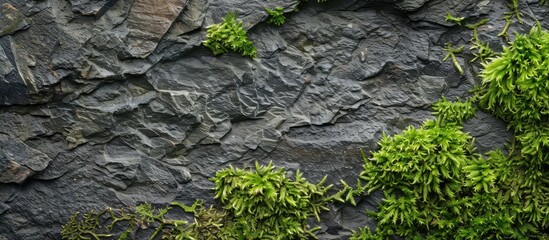 Sticker - Detailed close-up of textured moss stone with a background suitable for adding content; copy space image.