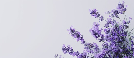 Fototapete - A violet lavender bouquet from Hokkaido with copy space image against a white backdrop.