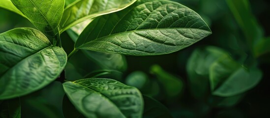 Fototapete - Green leaf background with blurry texture, suitable for copy space image.