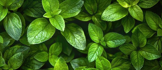 Poster - Macro photo of a background of green leaves with copy space image.