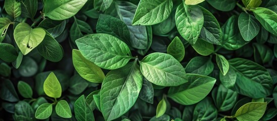 Poster - A vibrant abstract background featuring various green leaves from a live bush with copy space image.