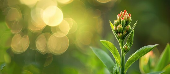Poster - Image of a budding flower with copy space to discuss growth and development.
