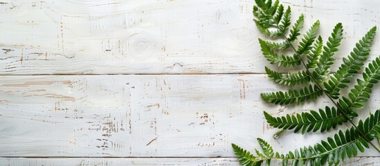 Poster - Fern displayed against a white wooden backdrop with copy space image.