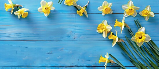 Poster - Top down view of lovely daffodils arranged on a blue wooden surface with room for text in the image. Copy space image. Place for adding text and design