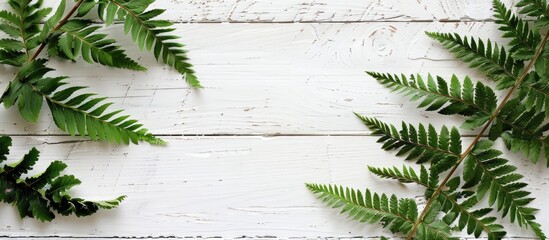 Poster - Fern displayed against a white wooden backdrop with copy space image.
