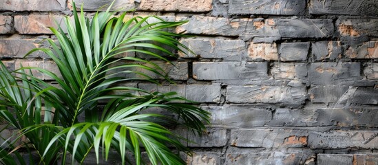 Poster - Close-up image of vivid green palm tree leaves on a branch, set against a grey brick wall, ideal as a wallpaper with copy space.