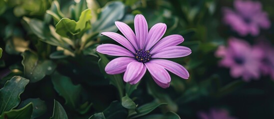 Poster - Focused on a purple flower in a lush green garden with copy space image.