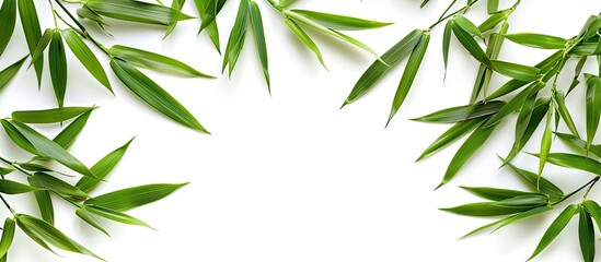 Aufkleber - Bamboo leaves arranged with copy space image on a white background.