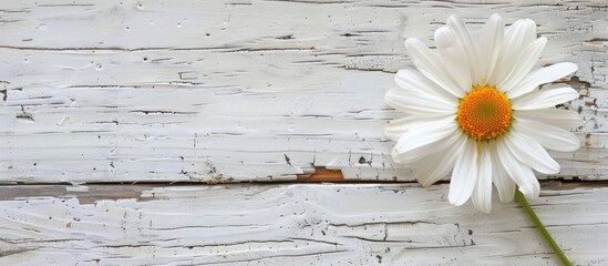 Poster - White wooden background featuring a blooming daisy, perfect for Provence style cards with copy space image.
