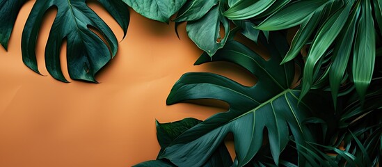 Aufkleber - Overhead shot of a green monstera leaf arrangement on a colored backdrop with available copy space image.