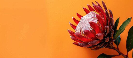 Aufkleber - Close up of a stunning red protea flower against an orange backdrop with ample copy space image.