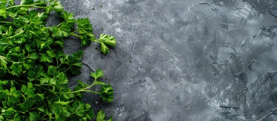 Top view of fresh green parsley arranged on a grey table with room for text near the herbs in the copy space image.