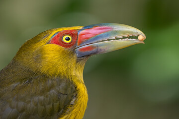 Wall Mural - Saffron Toucanet - Pteroglossus bailloni, beautiful colored bird from Atlantic forests of South America, Brazil.