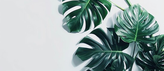 Wall Mural - Monstera leaves, known as Swiss Cheese plant, against a white backdrop in a sleek contemporary setting as part of a minimalist design, with copy space image, highlighting a banner with selective