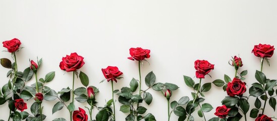 Wall Mural - Beautiful red flowers with green rose leaves and stems set on a white wall backdrop with a copy space image.