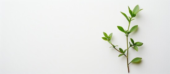 Sticker - A summer-themed image showing a young green sprig on a white surface, providing ample space for text, commonly referred to as a copy space image.