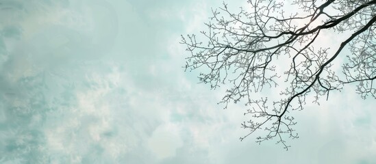 Wall Mural - Leafless tree branches' silhouettes contrast with the spring sky, evoking warmth and the season's arrival in this natural wallpaper or web banner with copy space image.