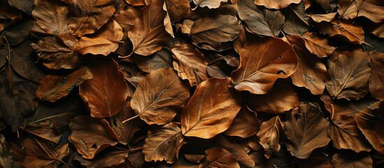 Dried leaves provide a great backdrop for various uses, providing a versatile copy space image.