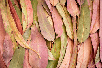 pink and green gum (eucalyptus) leaves laid flat