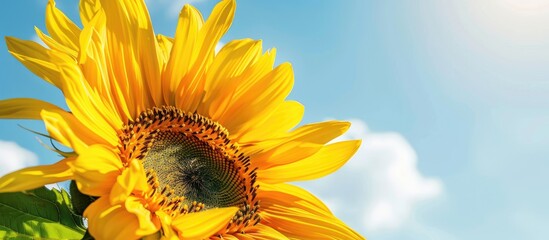 Aufkleber - Close up shot of a blooming sunflower against a blue sky with copy space image.