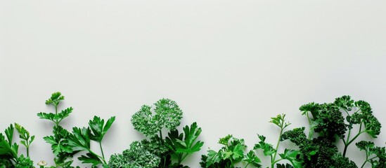 Copy space image of vibrant green parsley against a plain white backdrop.