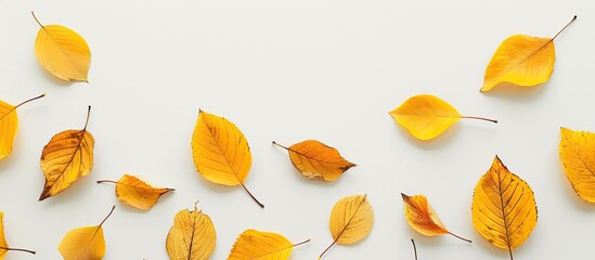 Wall Mural - White background with yellow autumn leaves arranged neatly for a minimalist style, featuring copy space image.
