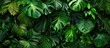 © Gular - Lush green monstera jungle with dense foliage, creating a serene paradise aesthetic in a rainforest setting with an evergreen ecosystem perfect for a copy space image.