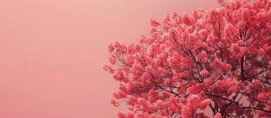 Aufkleber - Flowering pink blossoms on a tree with a nature-themed copy space image.