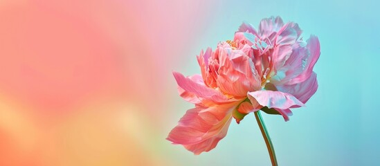 Aufkleber - Peony flower against colorful backdrop with copy space image.