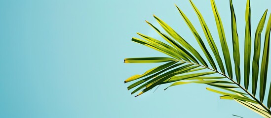 Wall Mural - A palm leaf against a clear blue sky, creating a serene copy space image.