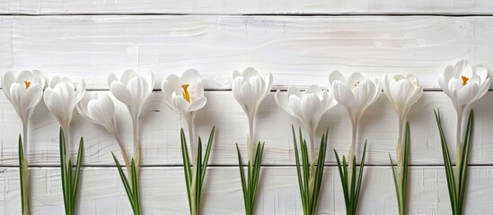 Aufkleber - White crocuses displayed on a white wooden backdrop symbolize the arrival of spring and blooming flowers in copy space image.