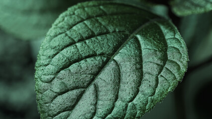 Wall Mural - Green leaf with a distinct structure texture with soft light