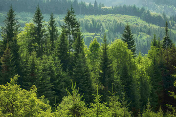  Green tree forest background, beautiful bird eye view on fresh pines in the morning sun light