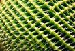 © Yaraslava - detailed texture cactus surface spikes patterns, plant, succulent, green, thorns, rough, desert, prickly, spiky, flora, botany, closeup, macro, nature