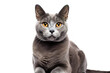 © Muhammad - Majestic Gray Cat Posing on White Canvas on White or PNG Transparent Background.