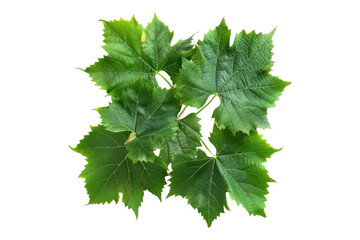 Grapes leaves isolated on transparent background