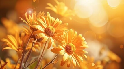 Wall Mural - 3d render of yellow daisies field on orange background