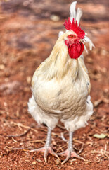 Wall Mural - free range rooster walking in the yard half portrait