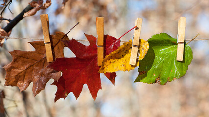 wet multicolored autumn leaves on clothespins, isolated on a light natural background. leaves hang dry after rain, on a string, autumn season. close-up