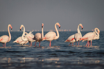Wall Mural - Wild birds. Group of Greater african flamingos  walking around the blue lagoon on a sunny day