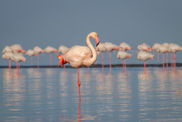 Canvas Print - Wild birds. Group of Greater african flamingos  walking around the blue lagoon on a sunny day