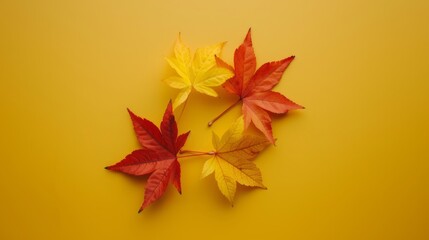 Wall Mural - The wallpaper features maple leaves arranged with space for letters, on a yellow background.